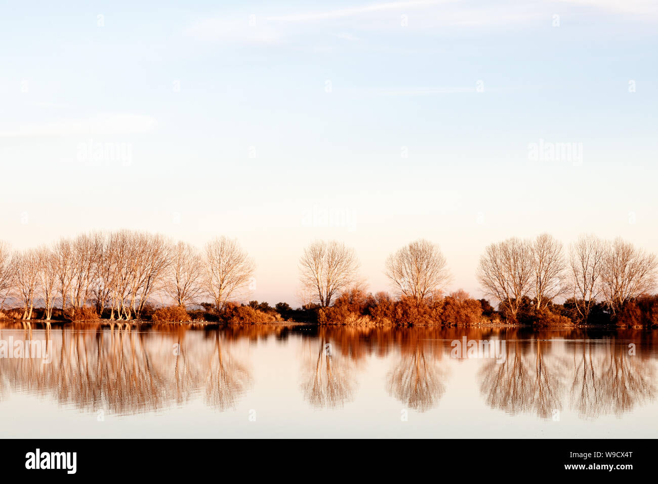 Bäume in den See Stockfoto