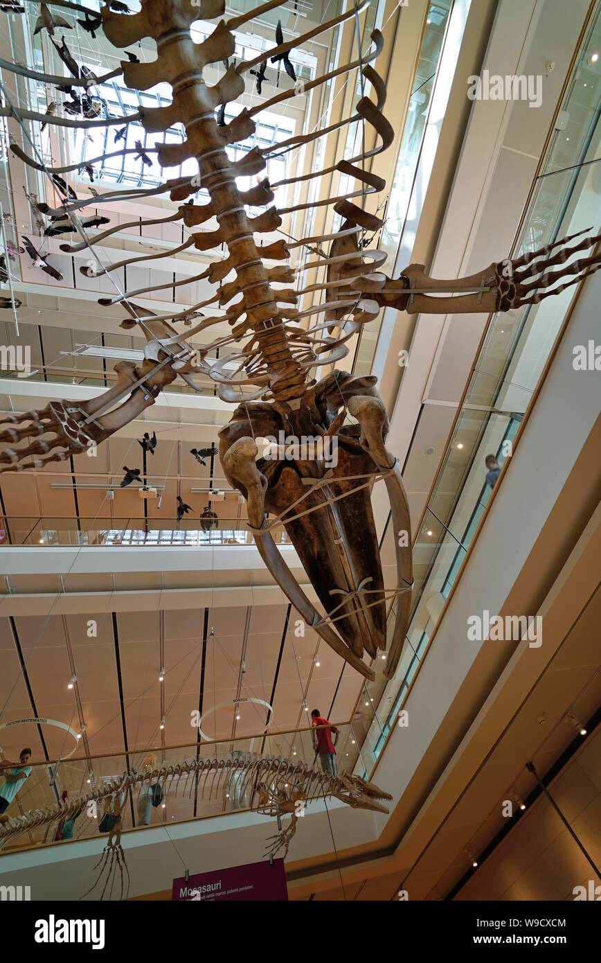 Trento - Italien - Ausstellung der Dinosaurierskelette und prähistorischen Tieren innerhalb der Muse, das Museum der Wissenschaft von Trient Stockfoto