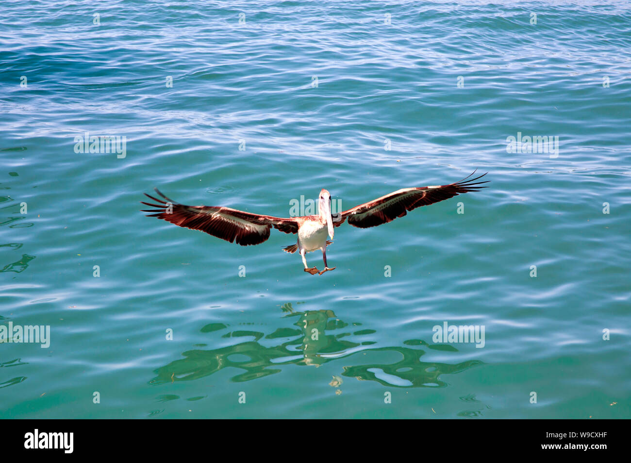 Spannende Reflexion in der Landung eines Pelican Stockfoto