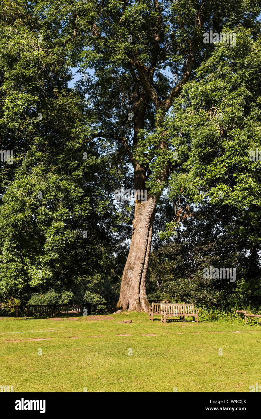 Holzbänken unter den Ästen einer großen fälligen Esche (Fraxinus) am Rand einer Wiese in der quantock Hills in Somerset. Stockfoto