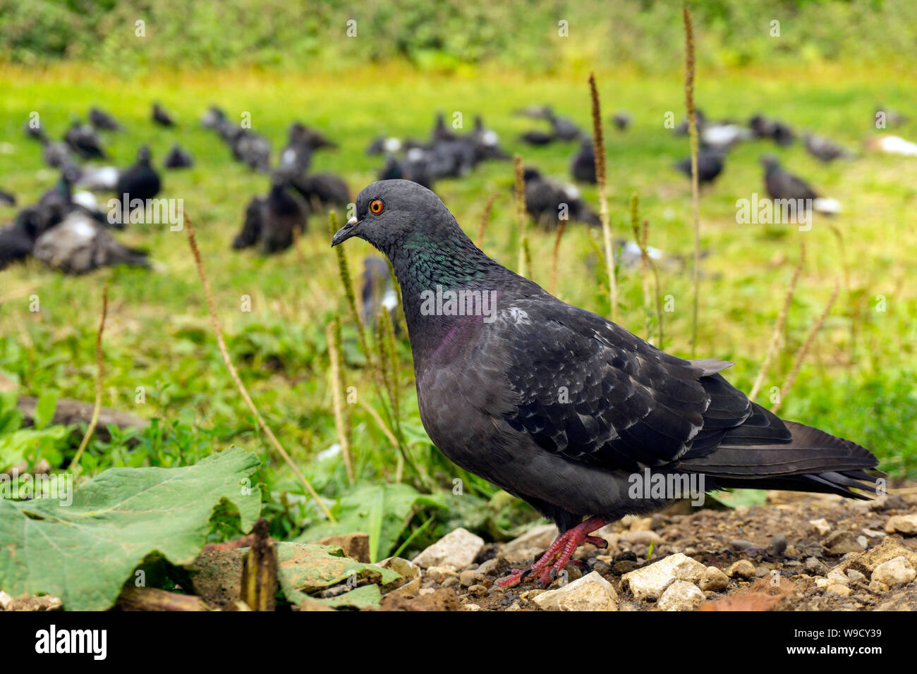 Typische städtische Taube closeup vor dem Hintergrund seiner unscharfen Brüder weiden auf der Wiese Stockfoto