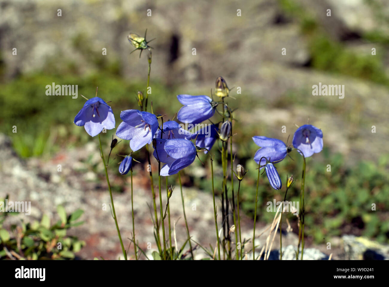 Hell-lila Glockenblumen auf einem unscharfen Hintergrund Stockfoto