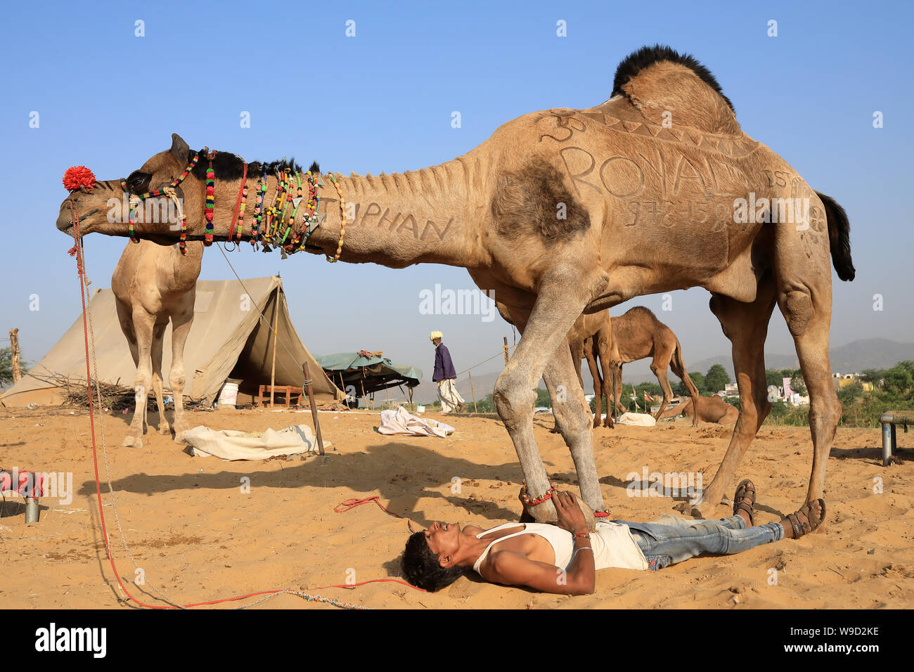 Gypsy herder Züge sein Kamel für die Show an der Pushkar Camel Fair, Rajasthan. Die Messe ist die größte Camel fair in Indien. Stockfoto