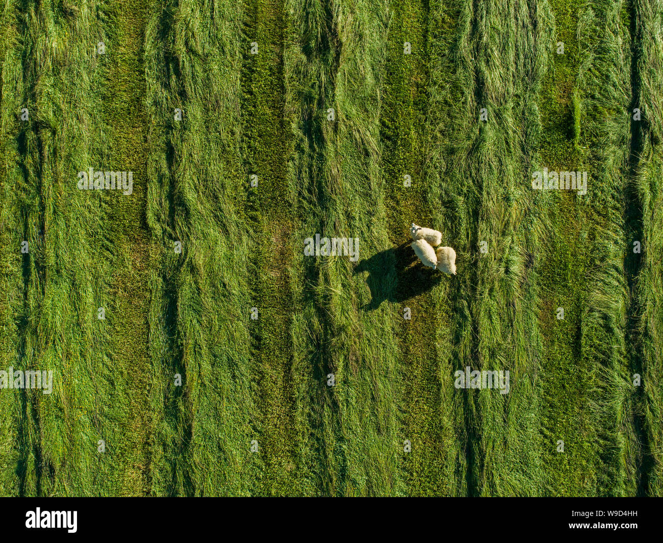 Schaf stehend in einem neu schneiden Wiese - geschossen von oben Stockfoto