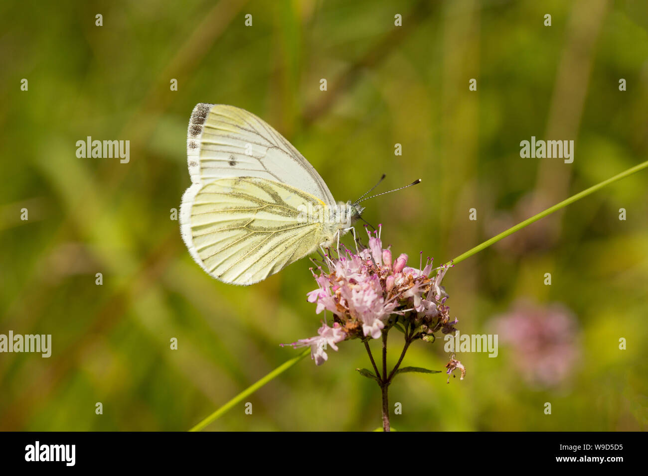 Eine Green-Veined White Butterfly, Pieris napi, Fütterung neben einem Feldweg an einem sonnigen Tag. North Dorset England UK GB. Stockfoto