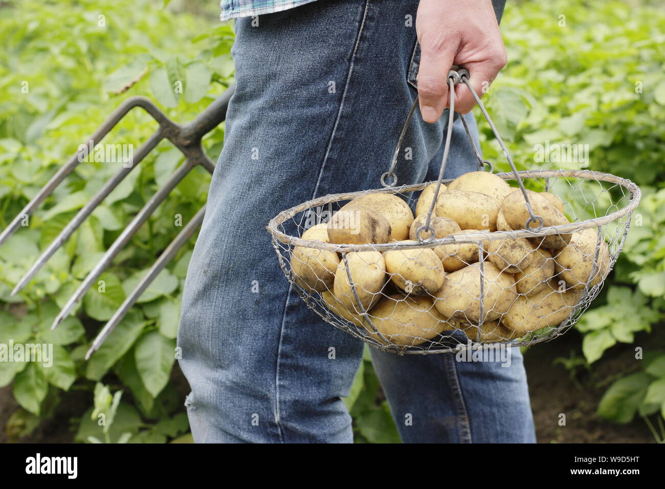 Solanum tuberosum. Frisch gegrabene 'Lady Christl' erste frühe Kartoffeln in Drahtkorb von männlichen Gärtner getragen - Derbyshire, Großbritannien Stockfoto