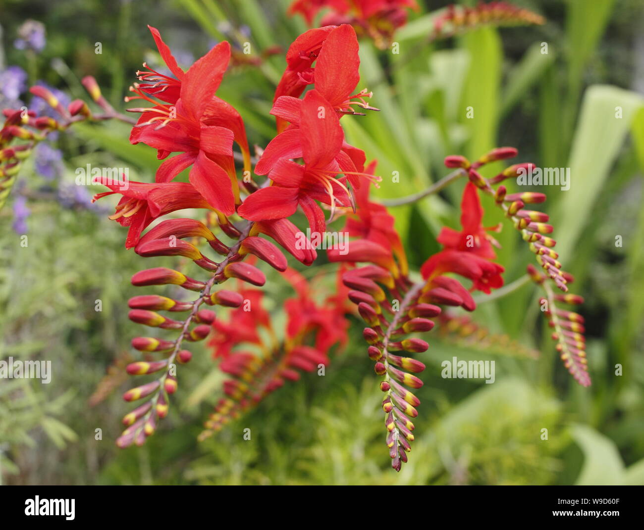 Crocosmia 'Lucifer' montbretia gegen lila Lavendel Blüte in einem Garten Grenze im Juli. VEREINIGTES KÖNIGREICH Stockfoto