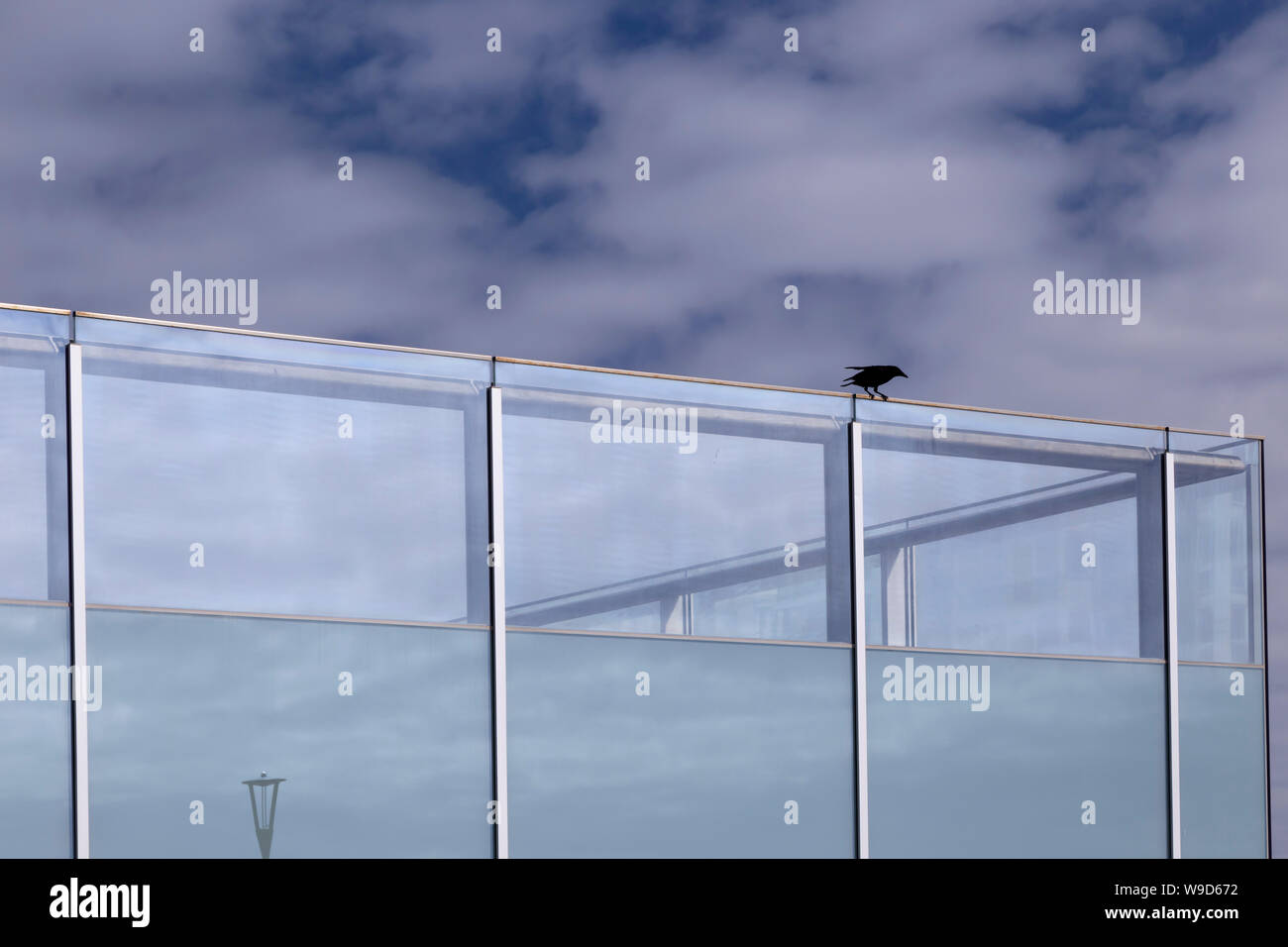 Schwarzer Vogel sitzt auf i360 Glaswand Stockfoto
