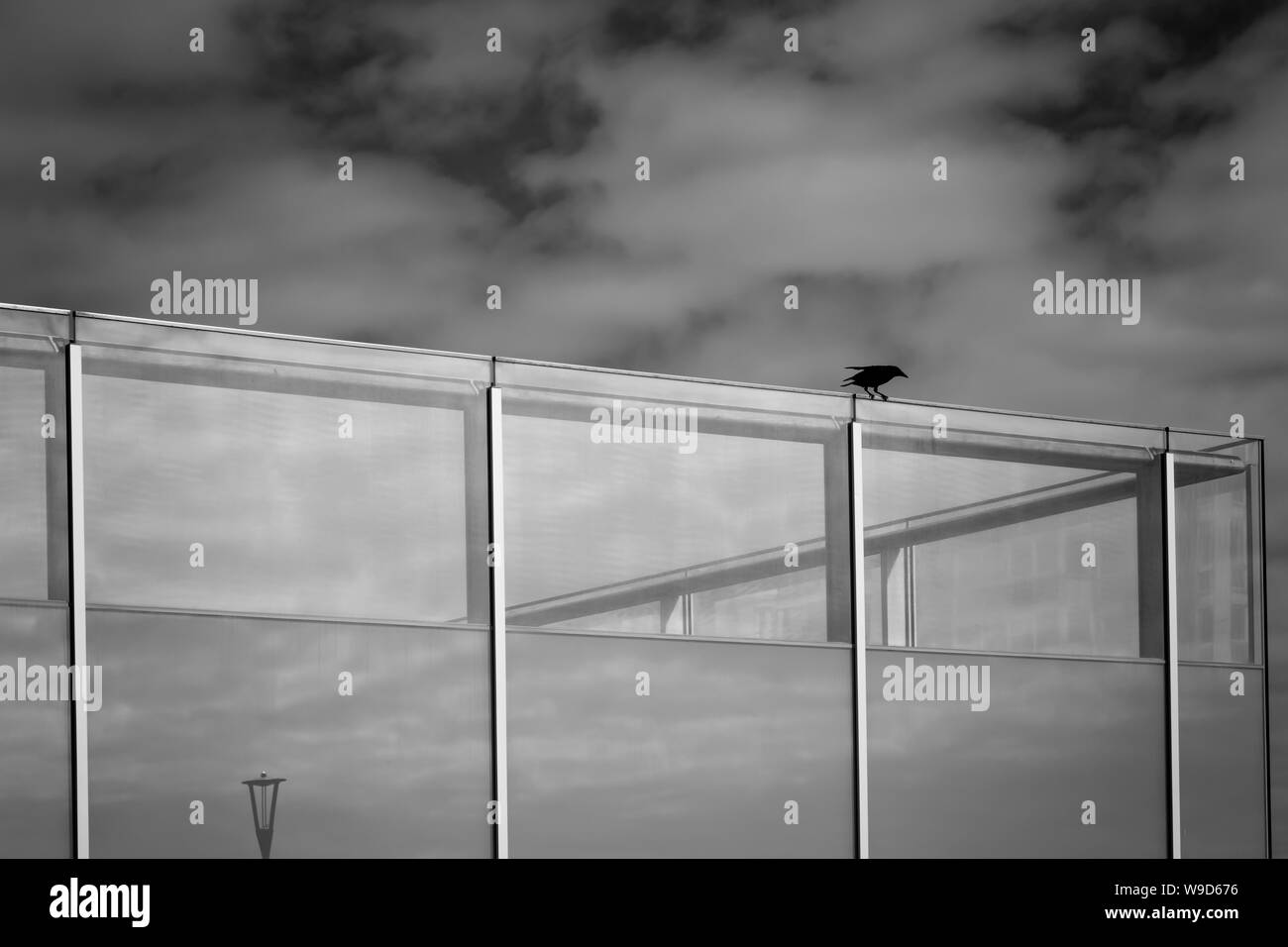 Schwarzer Vogel sitzt auf i360 Glaswand Stockfoto