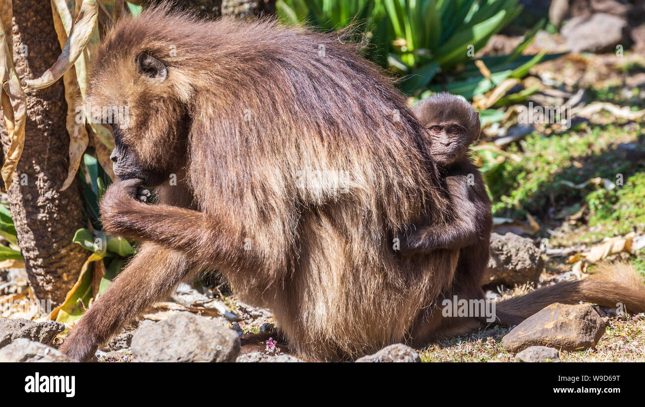 Gelada baboon mit Baby in der Simian Berge Stockfoto