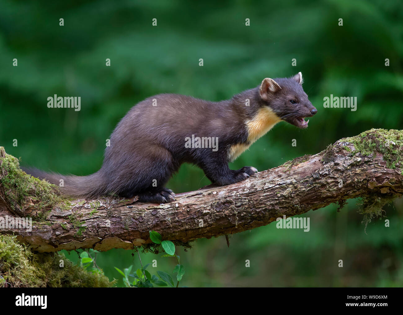 Nach Marder, Morvern, Ardnamurchan, Scvottish Highlands Stockfoto