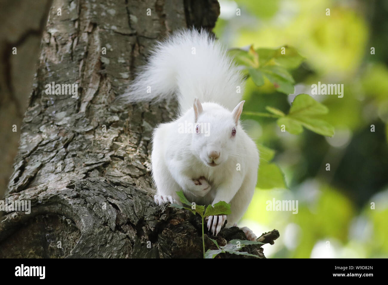 Eastbourne, Großbritannien. 13 Aug, 2019. Ein Albino Eichhörnchen hat sich etwas zu einer Berühmtheit in der Küstenstadt Eastbourne mit Bewohnern Stoppen der Kreatur in einem lokalen Park zu bewundern. Eastbourne, East Sussex, UK. Credit: Ed Brown/Alamy leben Nachrichten Stockfoto