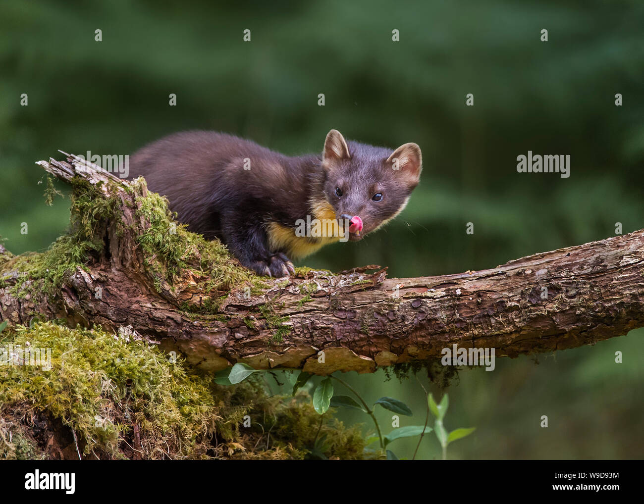 Nach Marder, Morvern, Ardnamurchan, Scvottish Highlands Stockfoto
