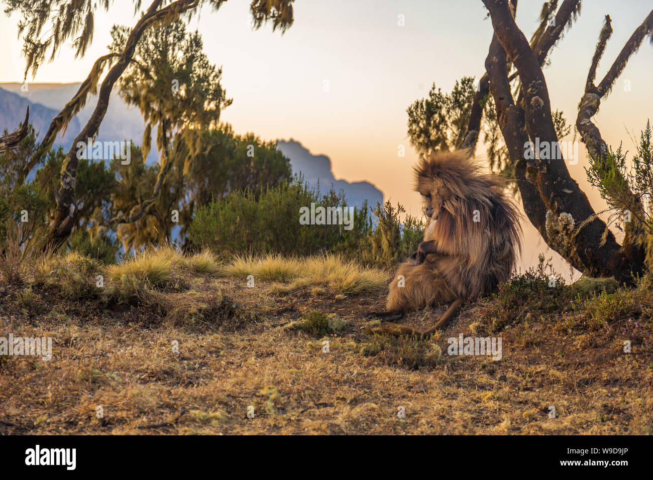 Pavian Durchführung des persönlichen Hygiene in der herrlichen Landschaft von Simian Berge Stockfoto