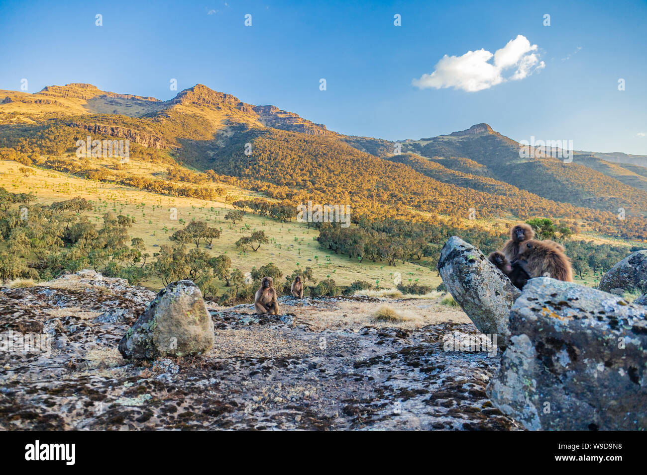 Gruppe von gelada Affen der Simien-berge, Äthiopien. Stockfoto