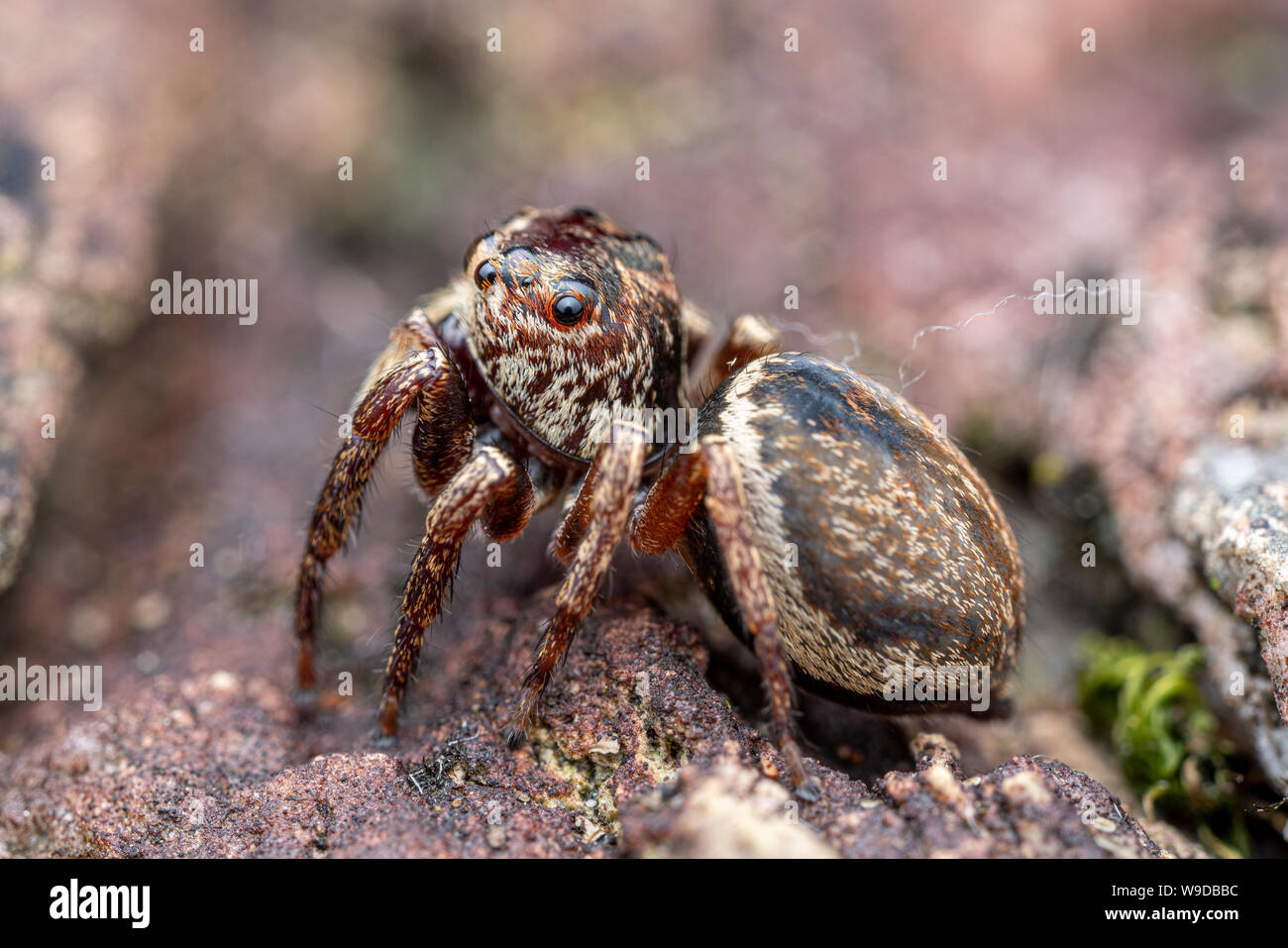 Weibliche Wallace, euryattus Euryattus wallacei, eine braune Jumping spider aus den tropischen Norden von Queensland, Australien Stockfoto