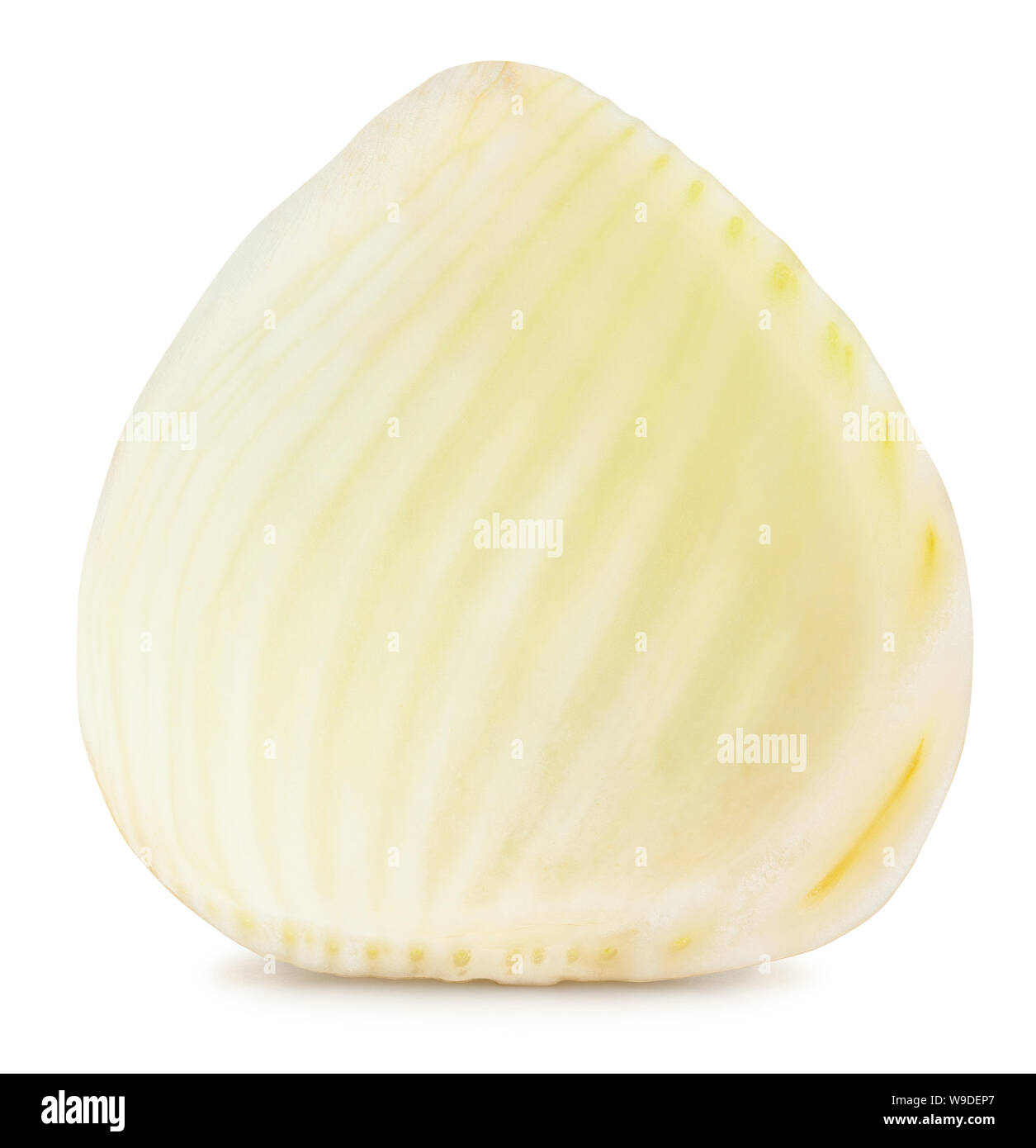 In Scheiben geschnittenen Fenchel Pfad isoliert auf weißem Stockfoto