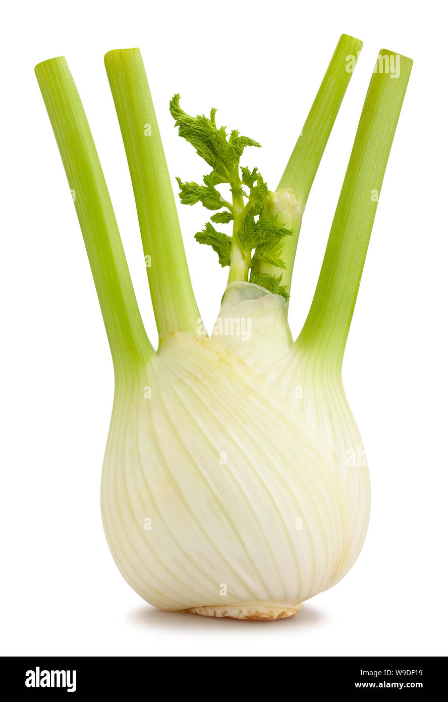 Fenchel Pfad isoliert auf weißem Stockfoto