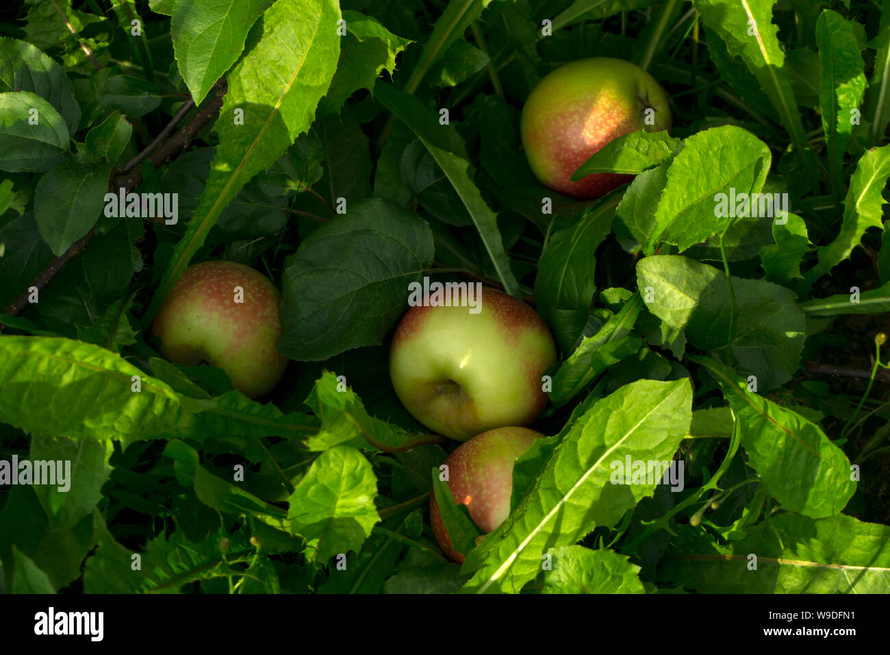 Gefallenen reife Äpfel liegen im Gras Stockfoto