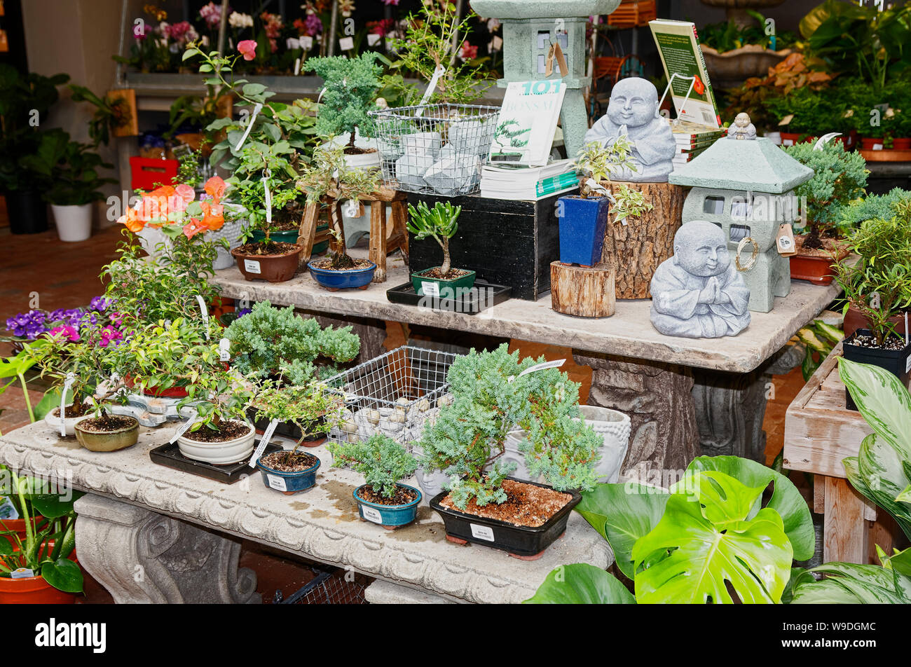 Bonsai Display Shop Artikel Zum Verkauf Pflanzen Dekoration