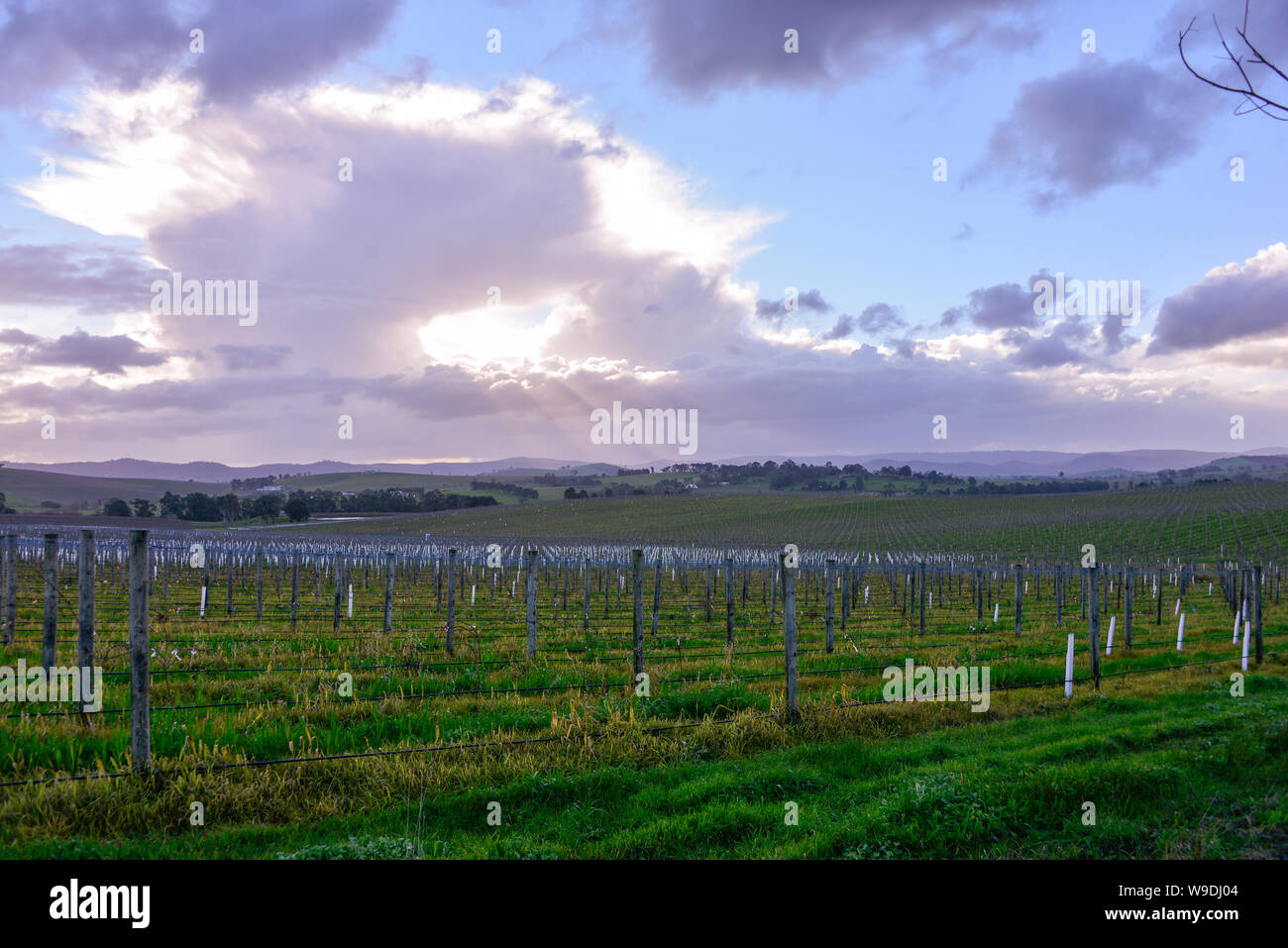 Yarra Valley Weinberg im Winter, Melbourne, Victoria, Australien Stockfoto