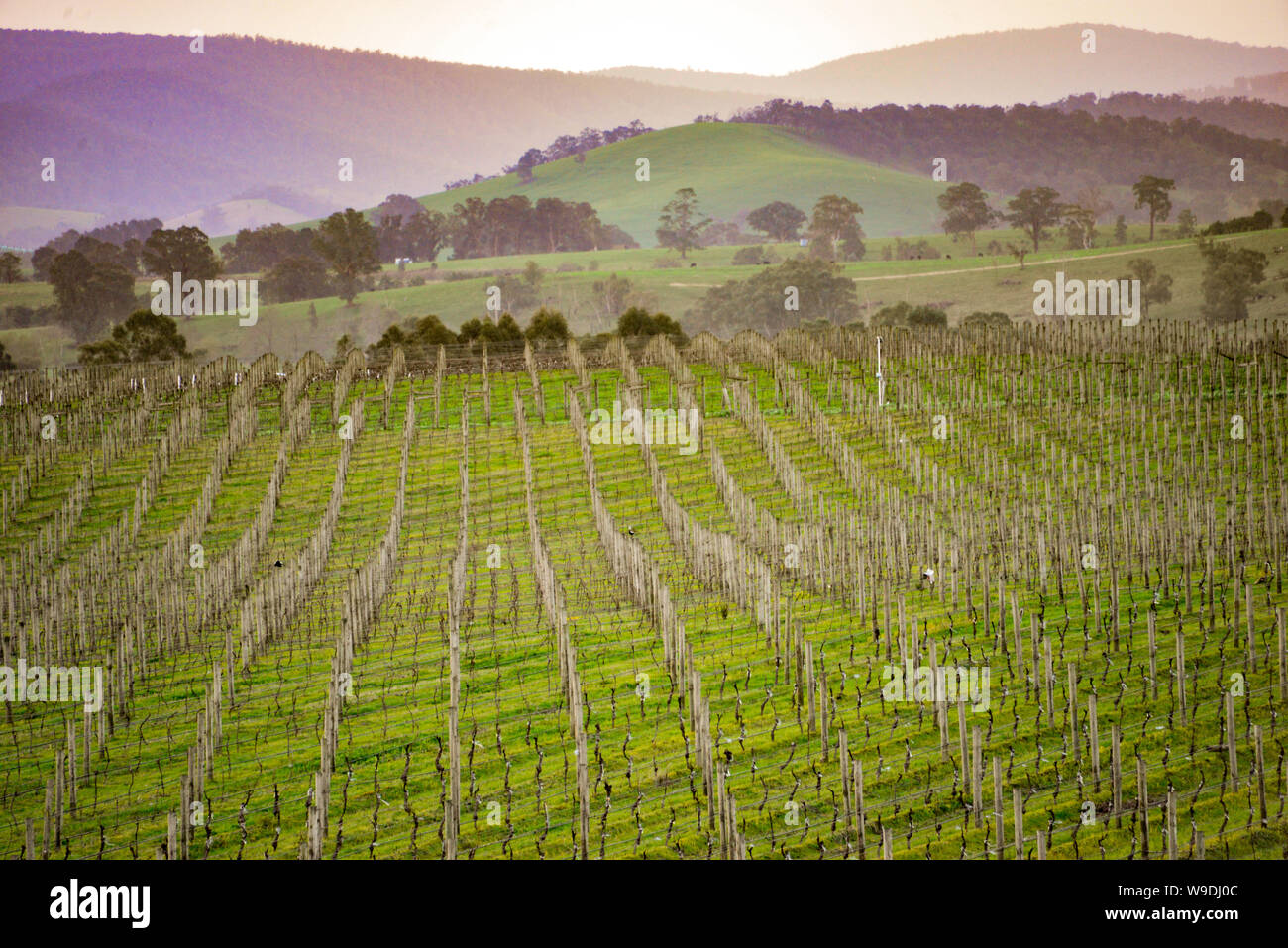 Yarra Valley Weinberg im Winter, Melbourne, Victoria, Australien Stockfoto