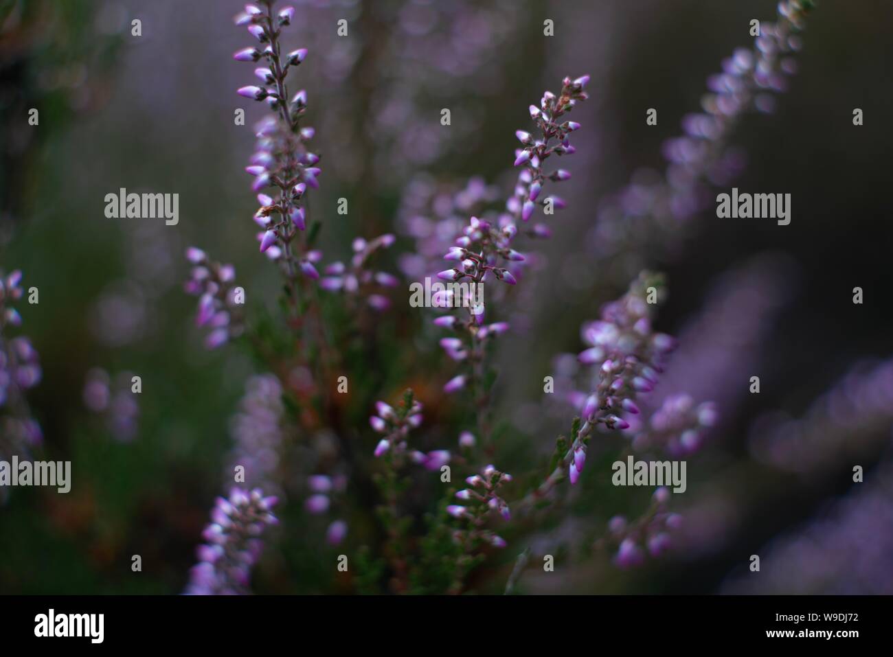 Heide Nahaufnahme in der Blütezeit in der Lüneburger Heide genommen Stockfoto