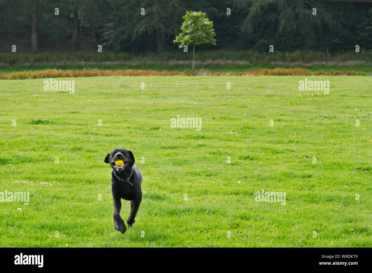 Schwarzer Labrador Retrevier läuft mit gelben Ball auf dem Green Field Stockfoto