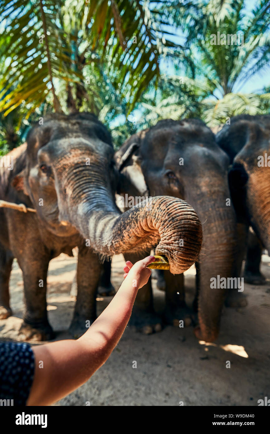 Asiatischer Elefant isst eine Banane aus der Hand eines Touristen in ein Tierheim in Thailand Stockfoto