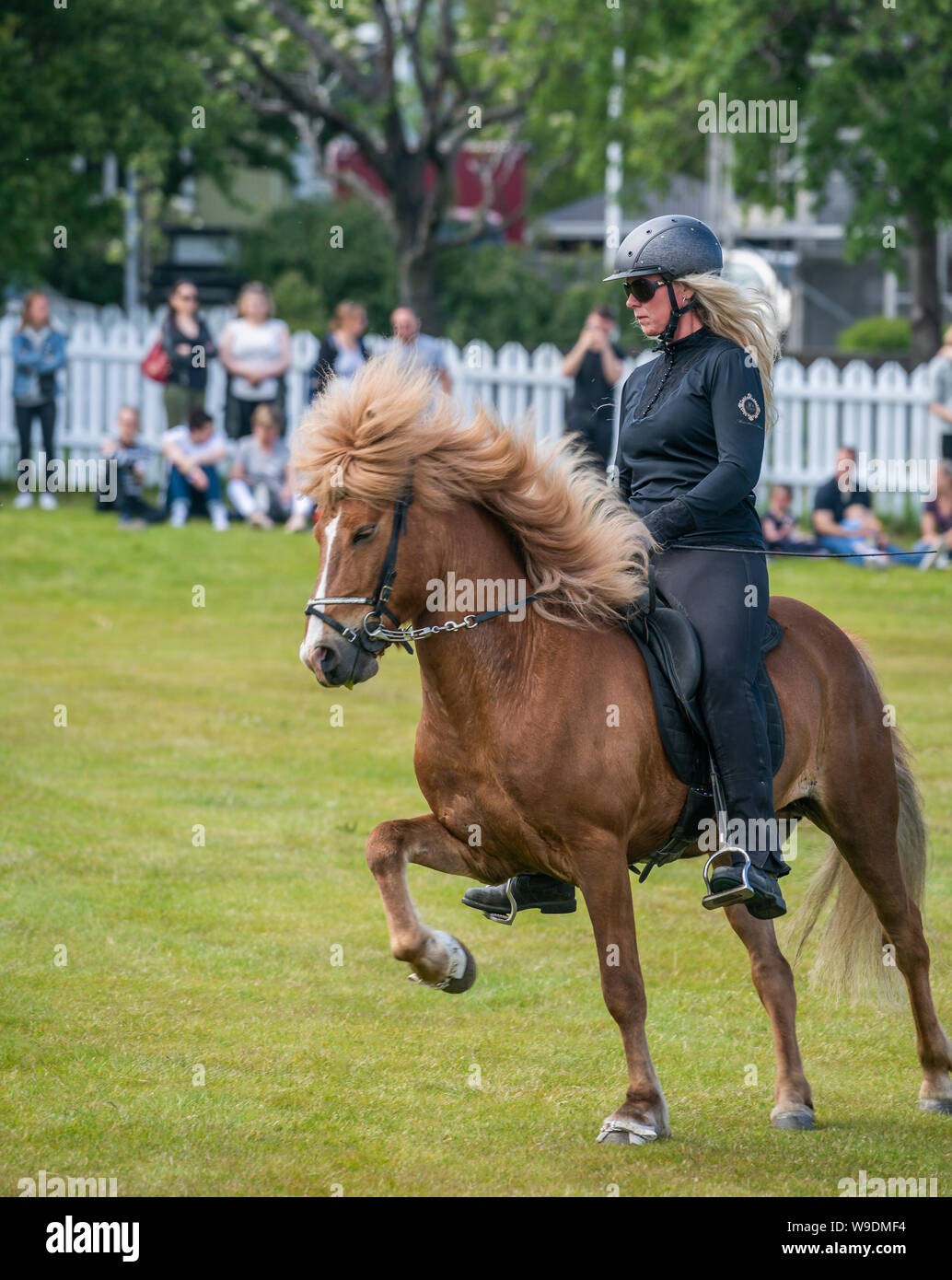 Islandpferde zeigen, Independence Day, Reykjavik, Island Stockfoto