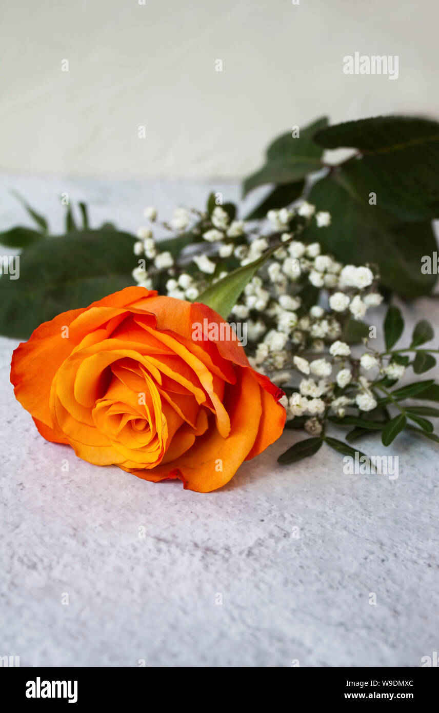 Schöne gelb-orange Rose mit weißen Blumen auf der grauen Fläche. Stockfoto