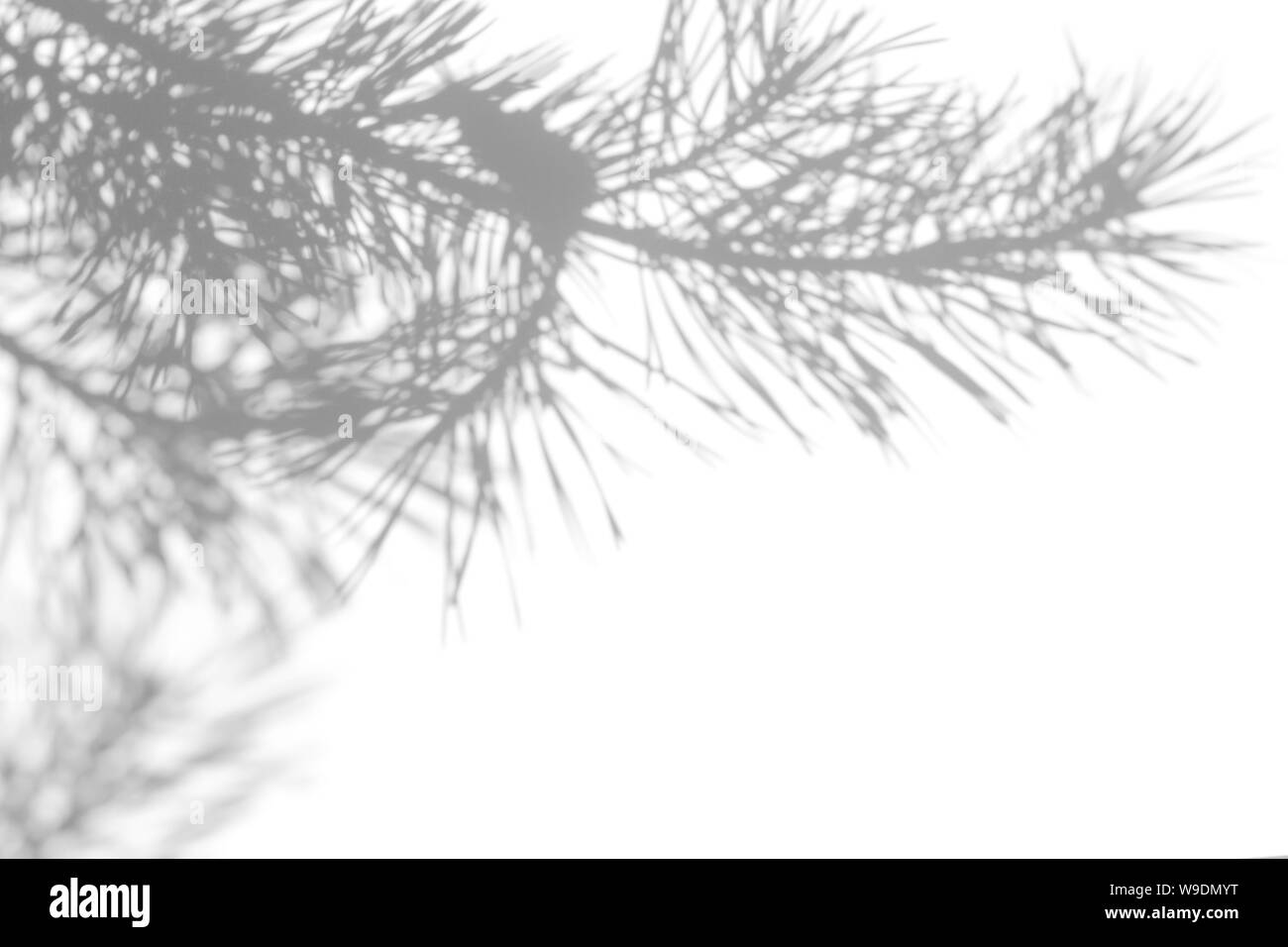 Graue Schatten des natürlichen Pine Tree Brunch auf einer weißen Wand. Abstrakten neutralen Charakter Konzept verschwommenen Hintergrund. Platz für Text. Stockfoto