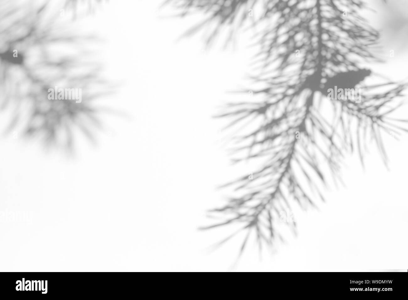 Graue Schatten des natürlichen Pine Tree Brunch auf einer weißen Wand. Abstrakten neutralen Charakter Konzept verschwommenen Hintergrund. Platz für Text. Stockfoto