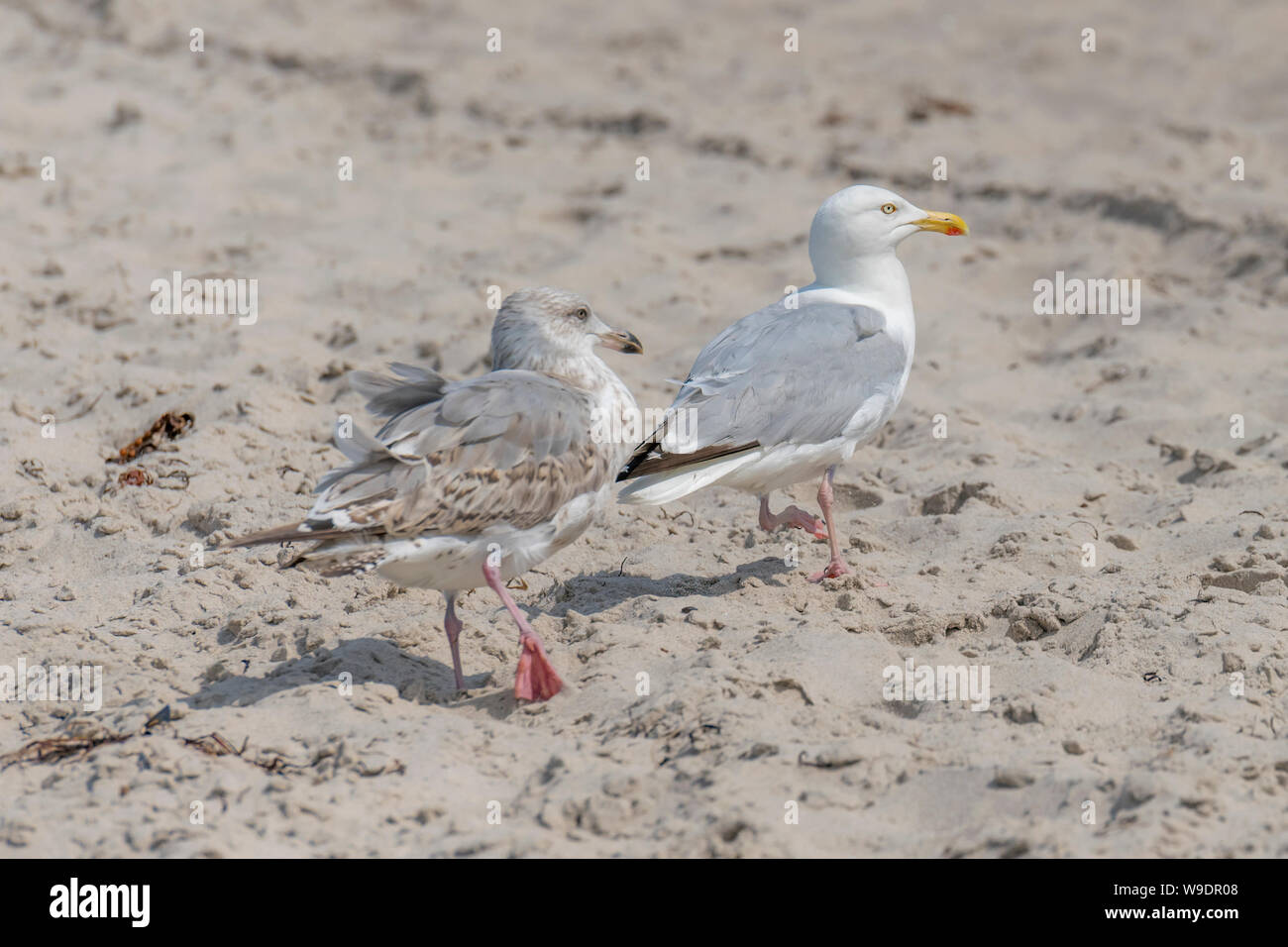 Zwei junge Möwen stehen im Sand auf einer Düne mit verschwommenen Hintergrund Stockfoto