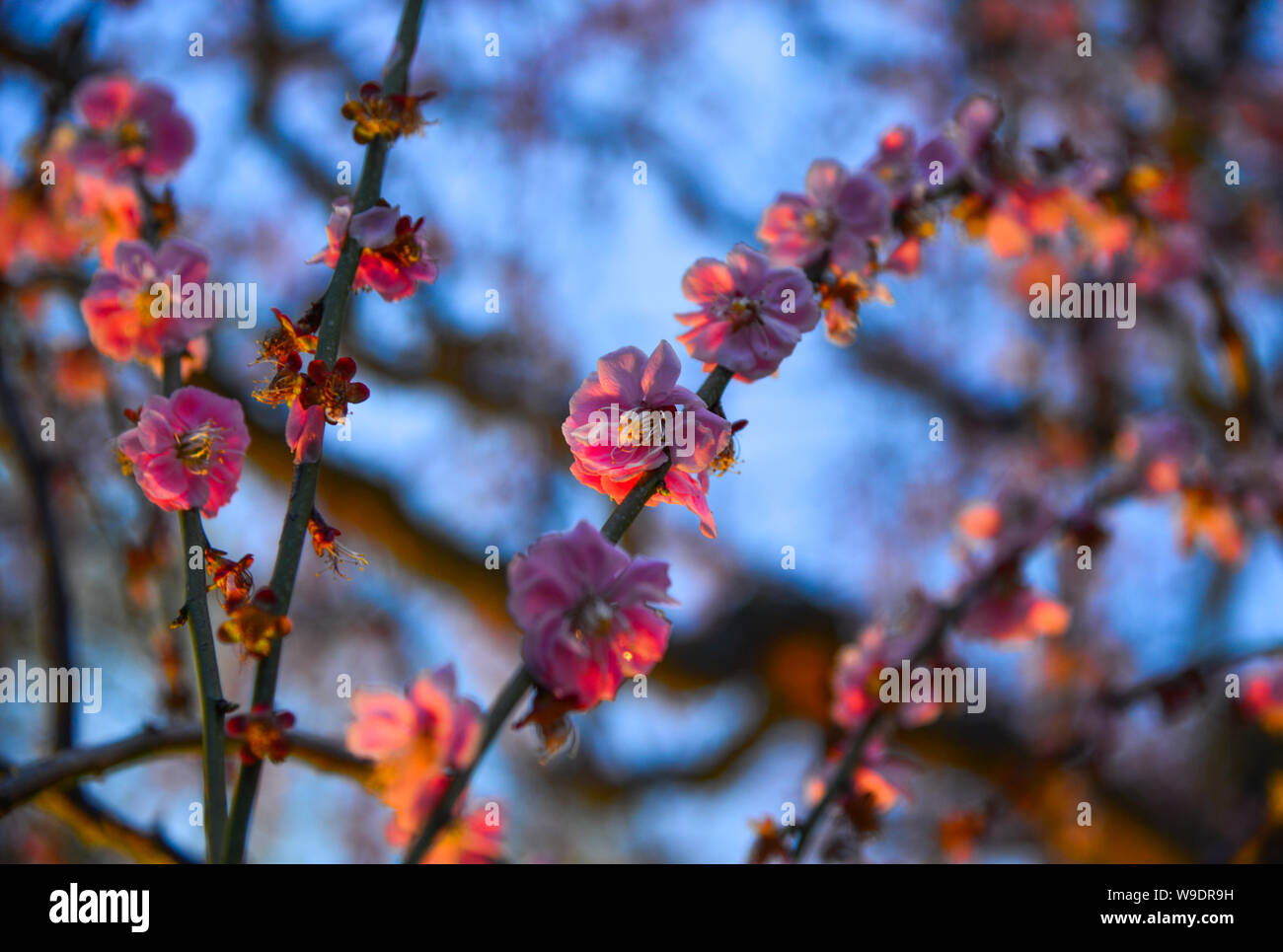 Kirschbaum in voller Blüte in der Nacht Park im Frühling. Stockfoto