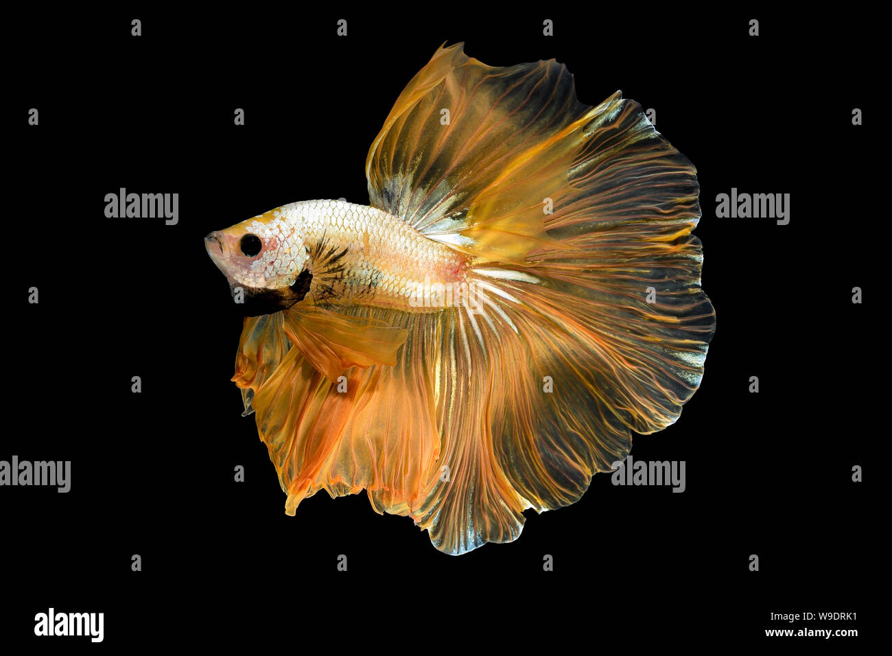 Close up Kunst Bewegung von Betta Fisch, Siamese fighting fish auf schwarzem Hintergrund isoliert. Fine Art Design Konzept. Stockfoto