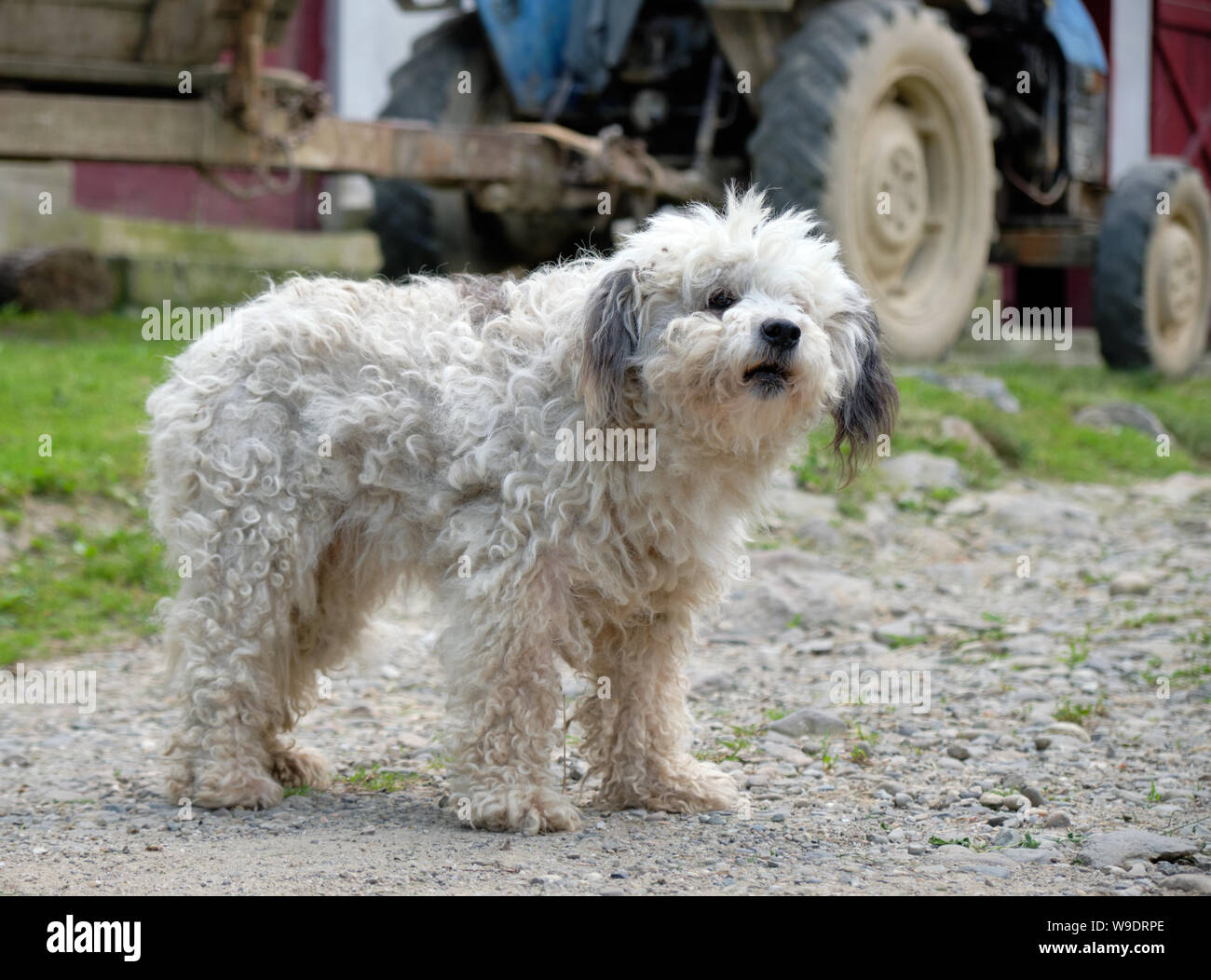 Weiße Haare flauschig Hofhund Wache von einem alten Traktor im Hintergrund zu sehen Stockfoto
