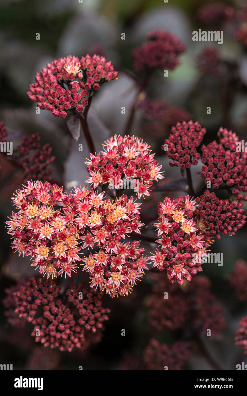 Hylotelephium telephium, Atropurpureum Gruppe, Lila Kaiser, orpine Lila Kaiser, Sedum purdyi Lila Kaiser. Sedum Lila Kaiser. Stockfoto