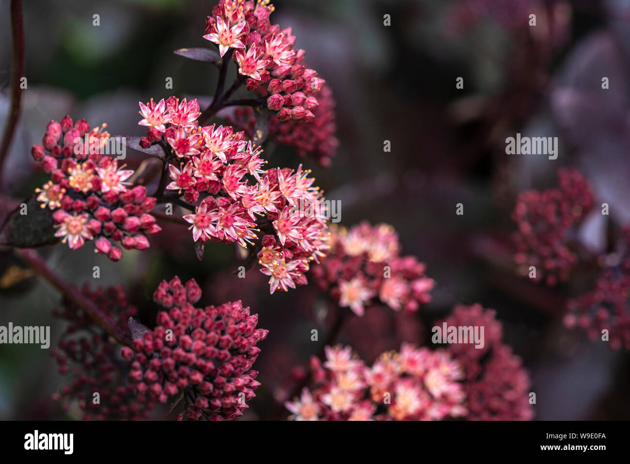 Hylotelephium telephium, Atropurpureum Gruppe, Lila Kaiser, orpine Lila Kaiser, Sedum purdyi Lila Kaiser. Sedum Lila Kaiser. Stockfoto