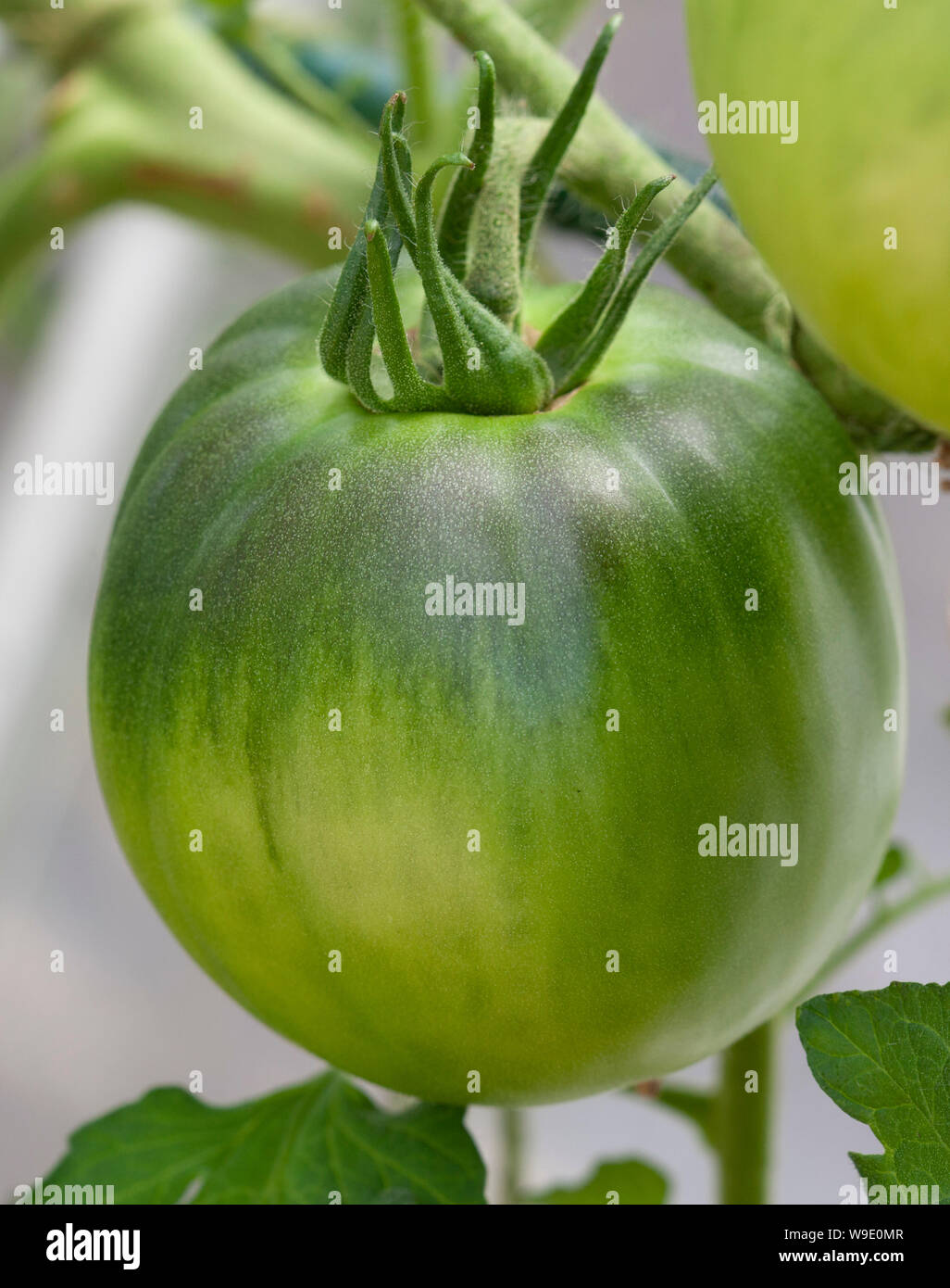 Pomodoro Costiera Selez Sorrento in Großbritannien angebaut Stockfoto