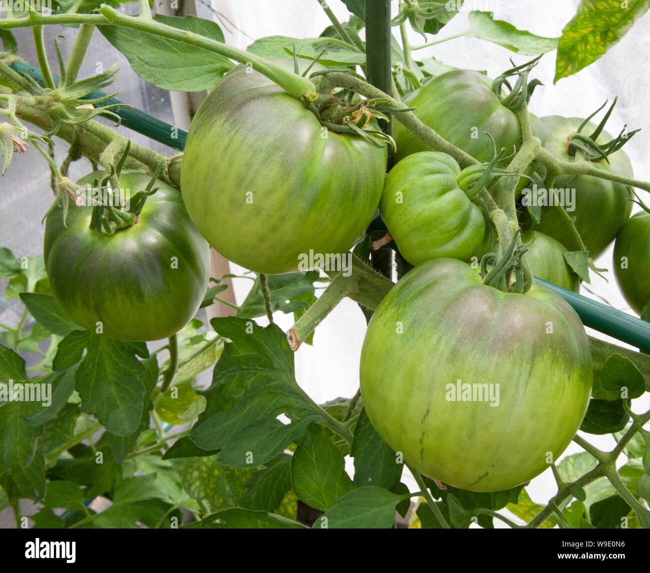 Pomodoro Costiera Selez Sorrento in Großbritannien angebaut Stockfoto