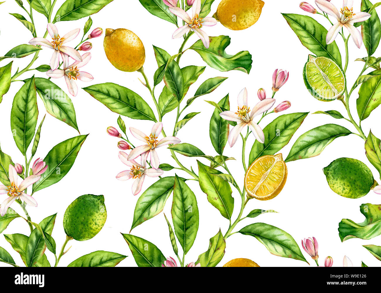 Lemon Lime Obst nahtlose Muster Aquarell baum mit blumen realistische Botanischen floral Oberfläche Design: Ganze halbe Zitrusfrucht Blätter isoliert Stockfoto