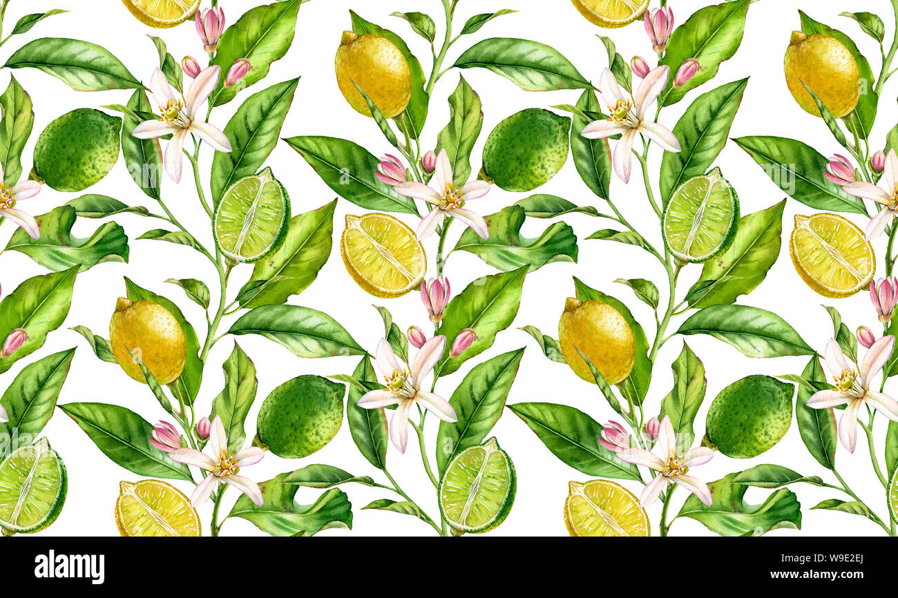 Lemon Lime Obst nahtlose Muster Aquarell baum mit blumen realistische Botanischen floral Oberfläche Design: Ganze halbe Zitrusfrucht Blätter isoliert Stockfoto