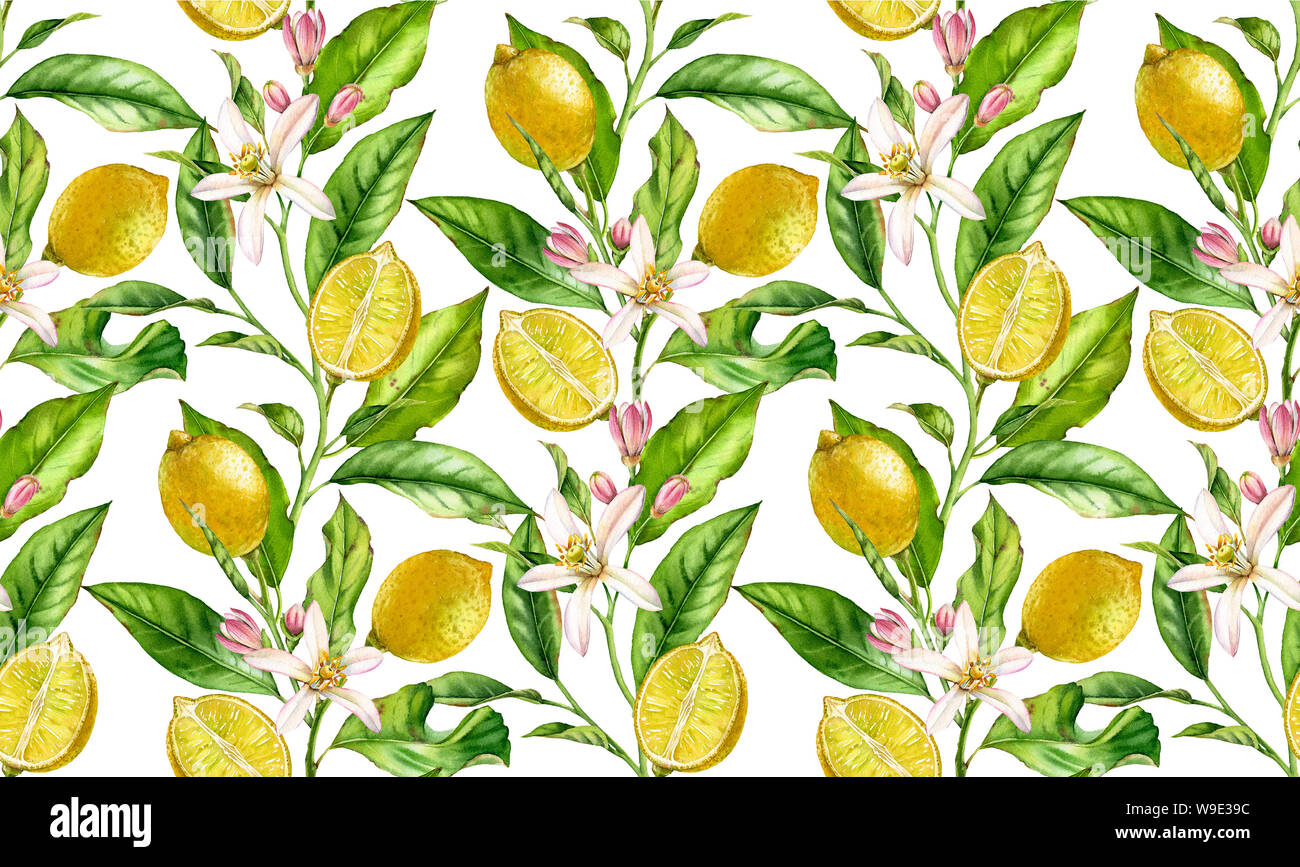 Zitrone Obst nahtlose Muster Aquarell baum mit blumen realistische Botanischen floral Oberfläche Design: Ganze halbe Zitrusfrucht Blätter isoliert Artwork Stockfoto