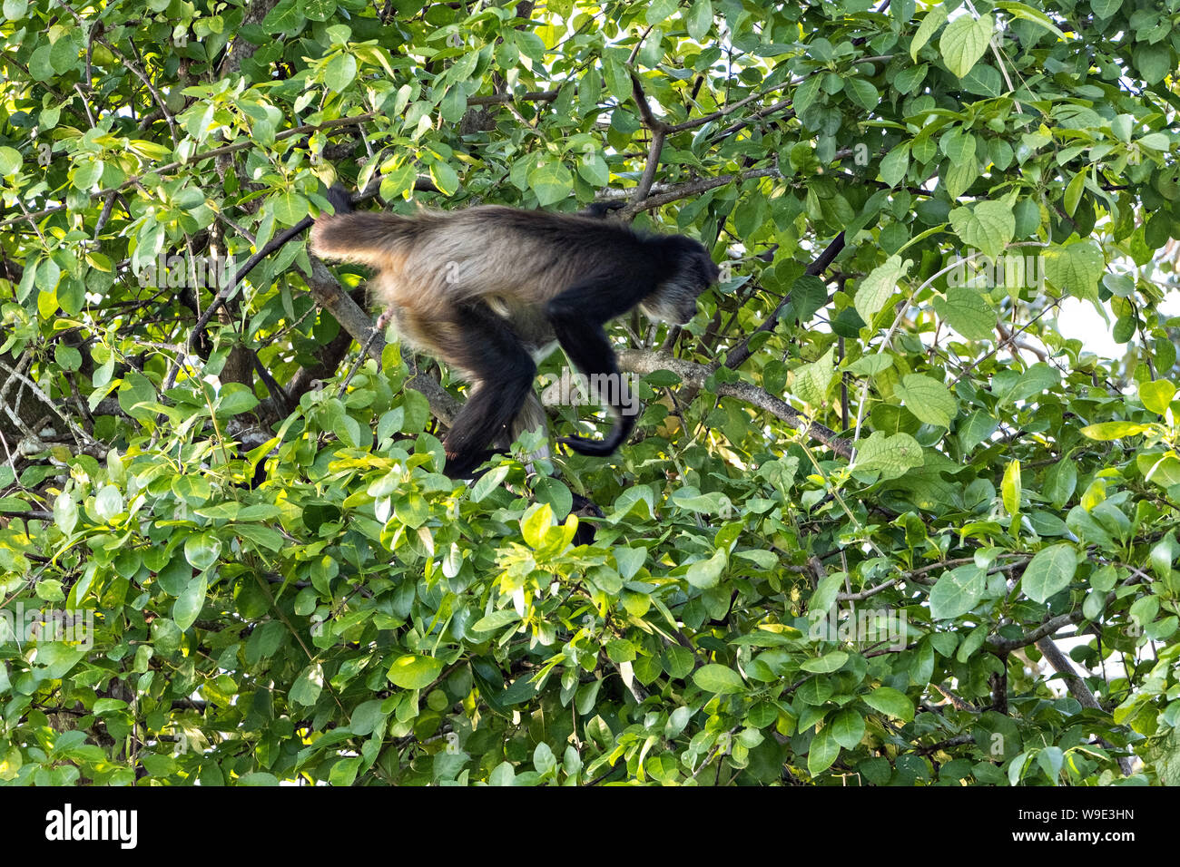 Eine vom Aussterben bedroht Mexikanische spider monkey Sprünge durch die Baumkronen auf Monkey Island im See Catemaco, Mexiko. Die Affen überleben auf wilden Kakteen und Handouts von Touristen. Catemaco See in Catemaco, Veracruz, Mexiko. Die tropischen Süßwasser-See in der Mitte der Sierra de los Tuxtlas, ist ein beliebtes Reiseziel und für Freie reichen Affen bekannt, der Regenwald Kulisse und mexikanischen Hexen bekannt als Brujos. Stockfoto