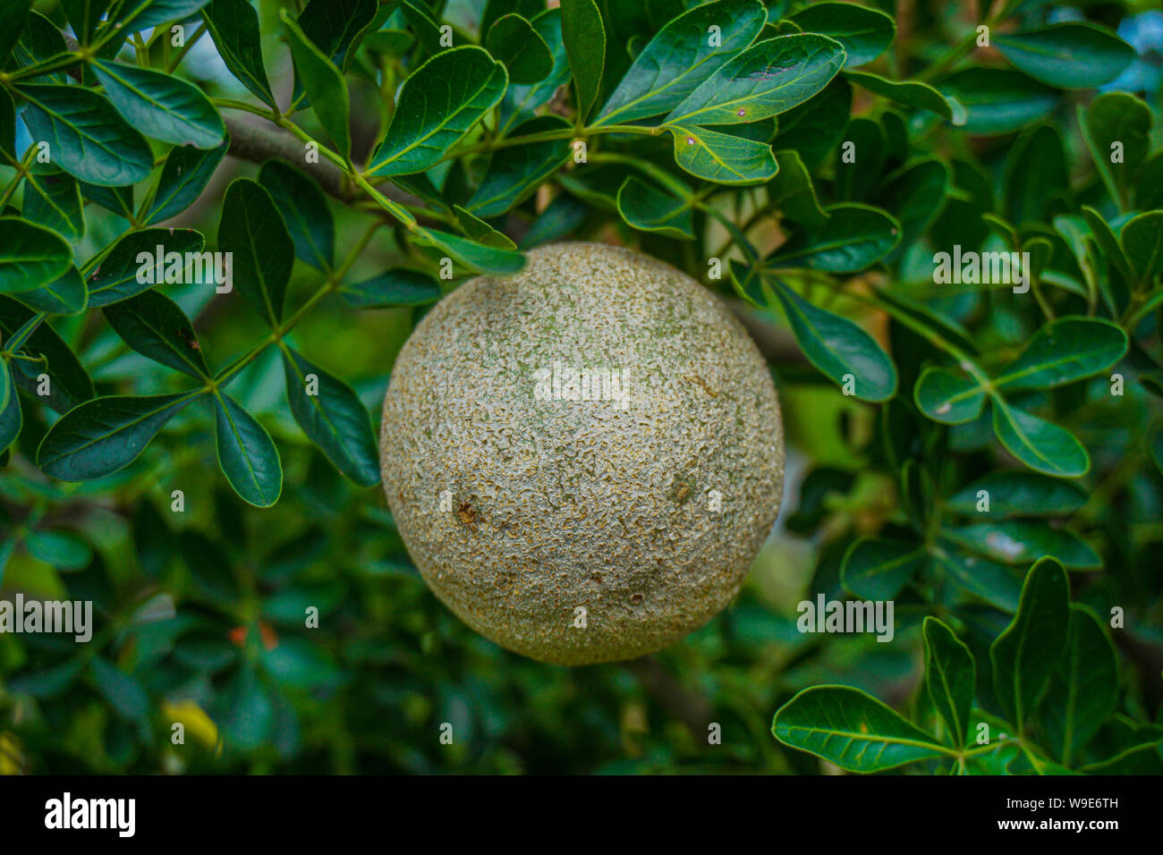 Limoniaacidissima ist die einzige Art innerhalb der monotypische Gattung Limonia. Gemeinsamen Namen in Englisch gehören Holz - Apple und Elefant - Apple. Stockfoto