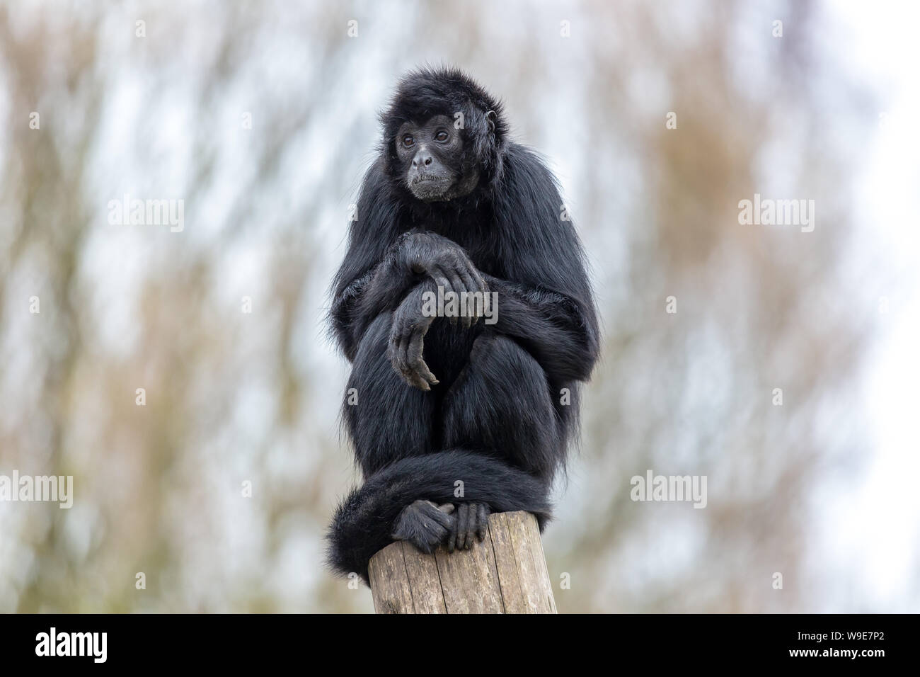 Black-headed spider Monkey tierischen Primaten beobachten Stockfoto