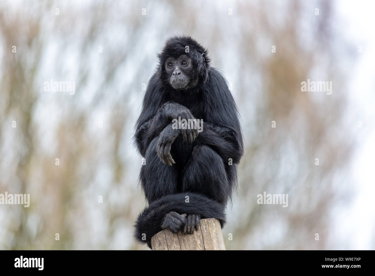 Black-headed spider Monkey tierischen Primaten beobachten Stockfoto