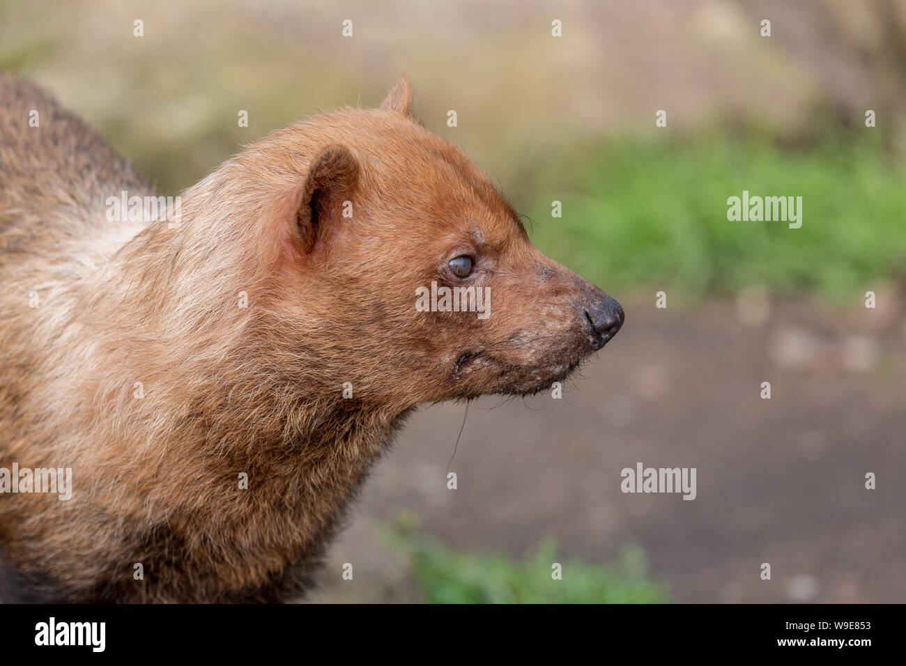 Speothos venaticus Bush Hund solitären canid carnivore Körper Kopf Ausdruck Stockfoto