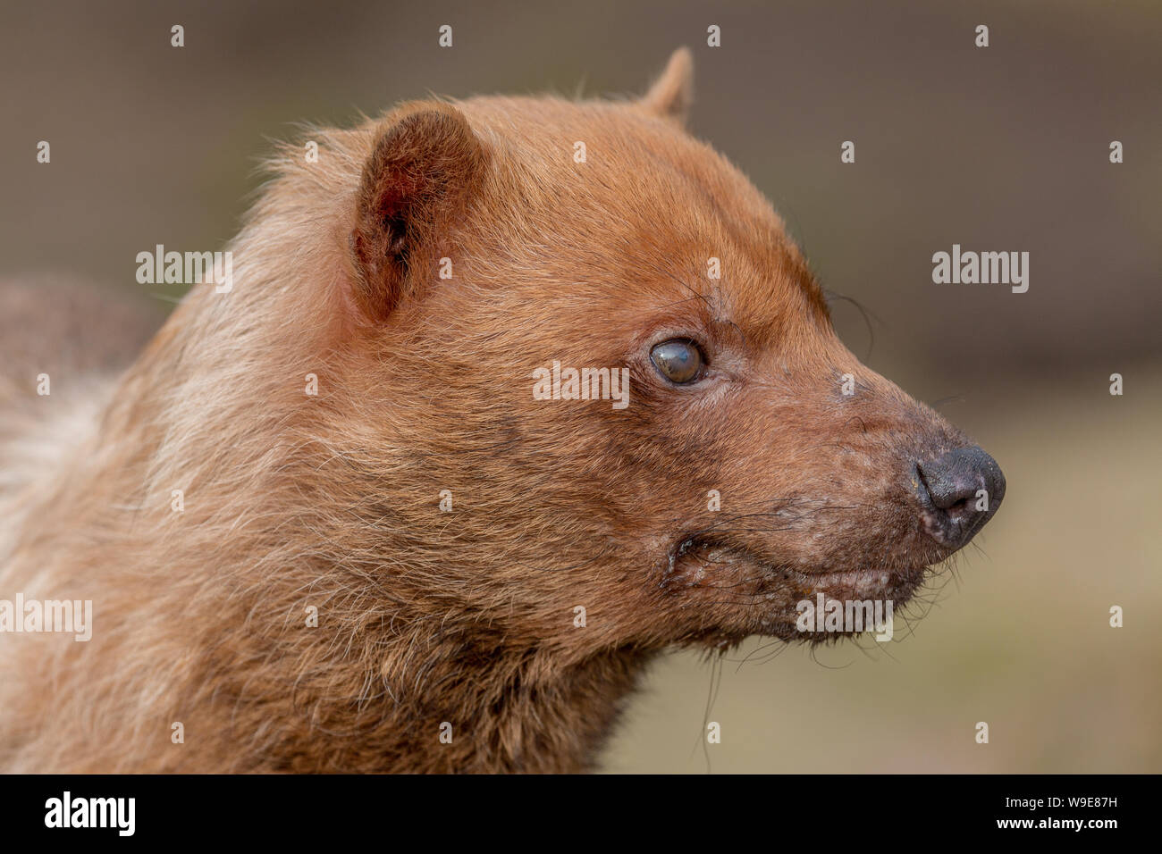 Speothos venaticus Bush Hund solitären canid carnivore Körper Kopf Ausdruck Stockfoto